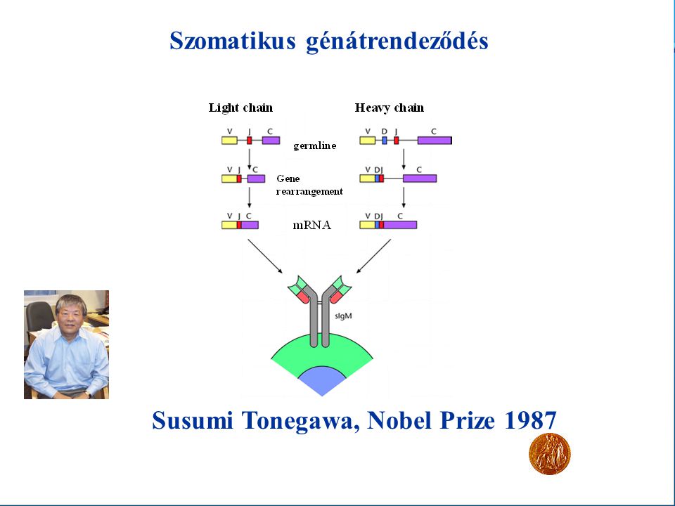 Szomatikus génátrendeződés Susumi Tonegawa, Nobel Prize 1987