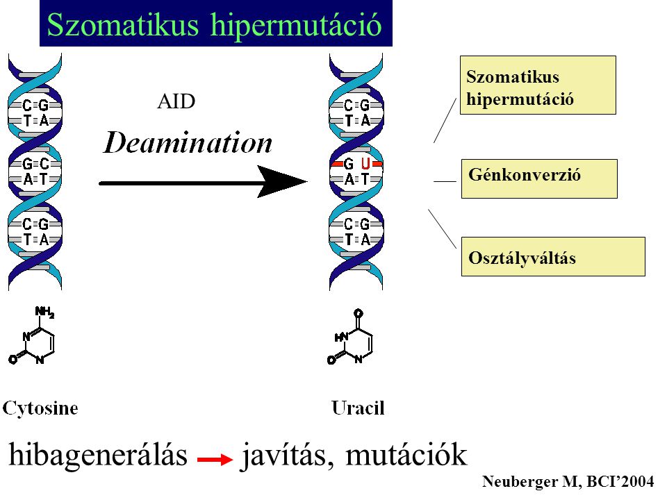 Szomatikus hipermutáció Génkonverzió Osztályváltás AID Neuberger M, BCI’2004 Szomatikus hipermutáció hibagenerálás javítás, mutációk
