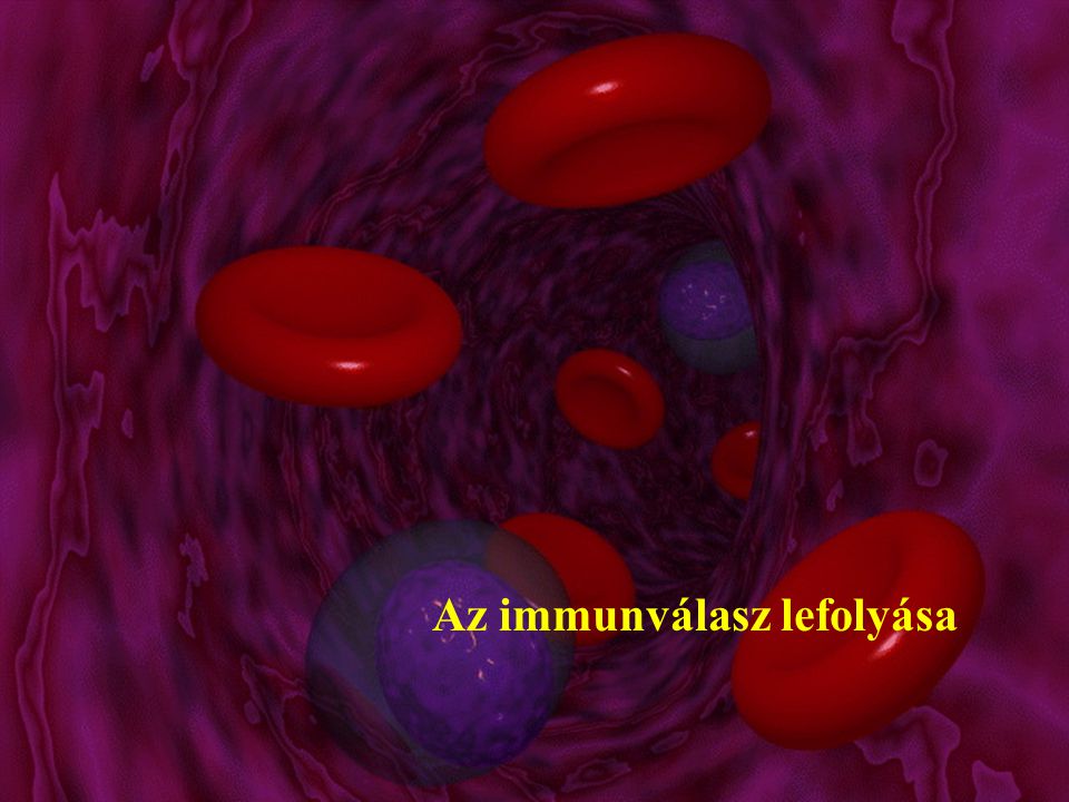 Az immunválasz lefolyása