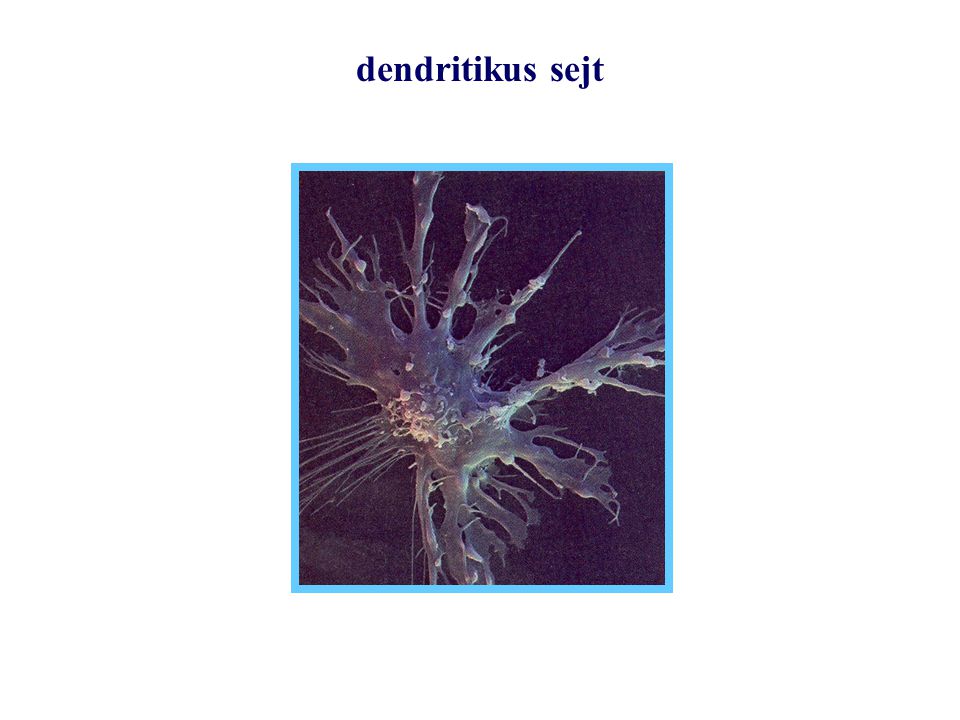dendritikus sejt