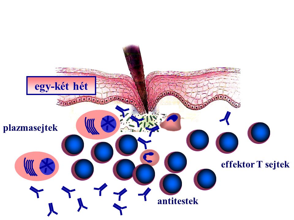 egy-két hét effektor T sejtek plazmasejtek antitestek