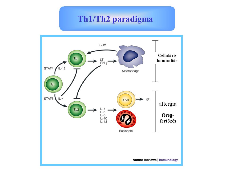 Celluláris immunitás allergia féreg- fertőzés Th1/Th2 paradigma