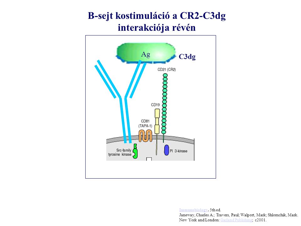C3dg B-sejt kostimuláció a CR2-C3dg interakciója révén Ag ImmunobiologyImmunobiology.