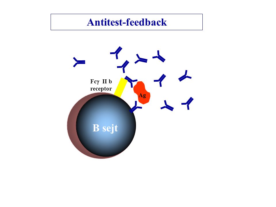 Ag Fc  II b receptor Antitest-feedback B sejt