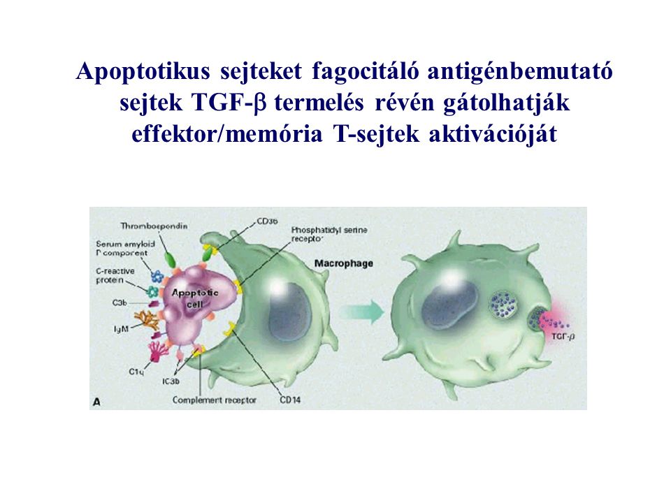 Apoptotikus sejteket fagocitáló antigénbemutató sejtek TGF-  termelés révén gátolhatják effektor/memória T-sejtek aktivációját