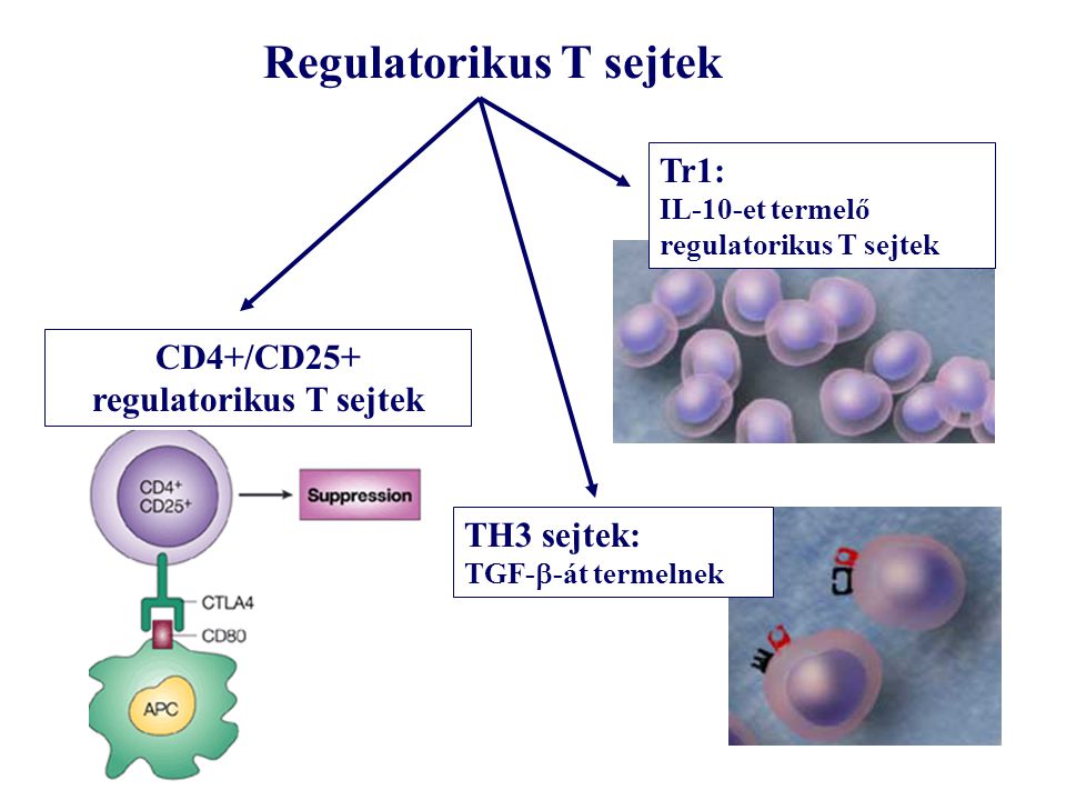 Tr1: IL-10-et termelő regulatorikus T sejtek CD4+/CD25+ regulatorikus T sejtek TH3 sejtek: TGF-  -át termelnek Regulatorikus T sejtek