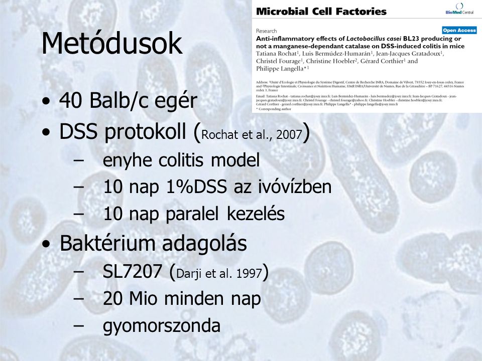 Metódusok 40 Balb/c egér DSS protokoll ( Rochat et al., 2007 ) –enyhe colitis model –10 nap 1%DSS az ivóvízben –10 nap paralel kezelés Baktérium adagolás –SL7207 ( Darji et al.
