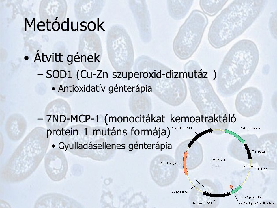 Metódusok Átvitt gének –SOD1 (Cu-Zn szuperoxid-dizmutáz ) Antioxidatív génterápia –7ND-MCP-1 (monocitákat kemoatraktáló protein 1 mutáns formája) Gyulladásellenes génterápia