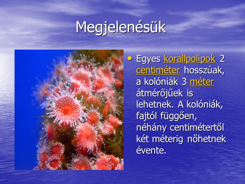 Megjelenésük Megjelenésük Egyes korallpolipok 2 centiméter hosszúak, a kolóniák 3 méter átmérőjűek is lehetnek.
