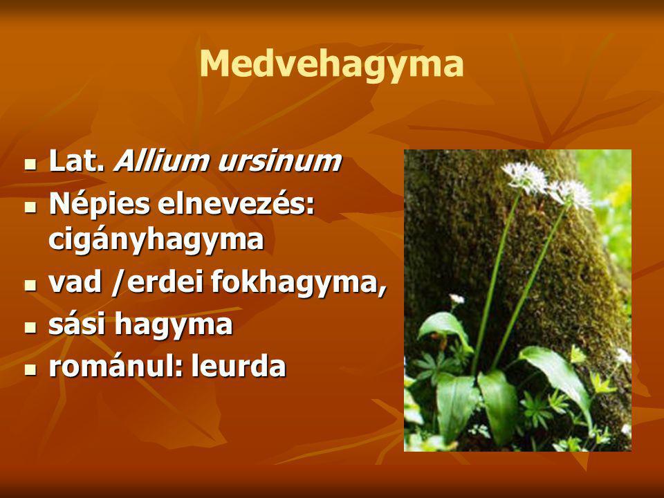 Medvehagyma Lat. Allium ursinum Lat.