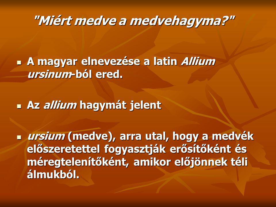 A magyar elnevezése a latin Allium ursinum-ból ered.