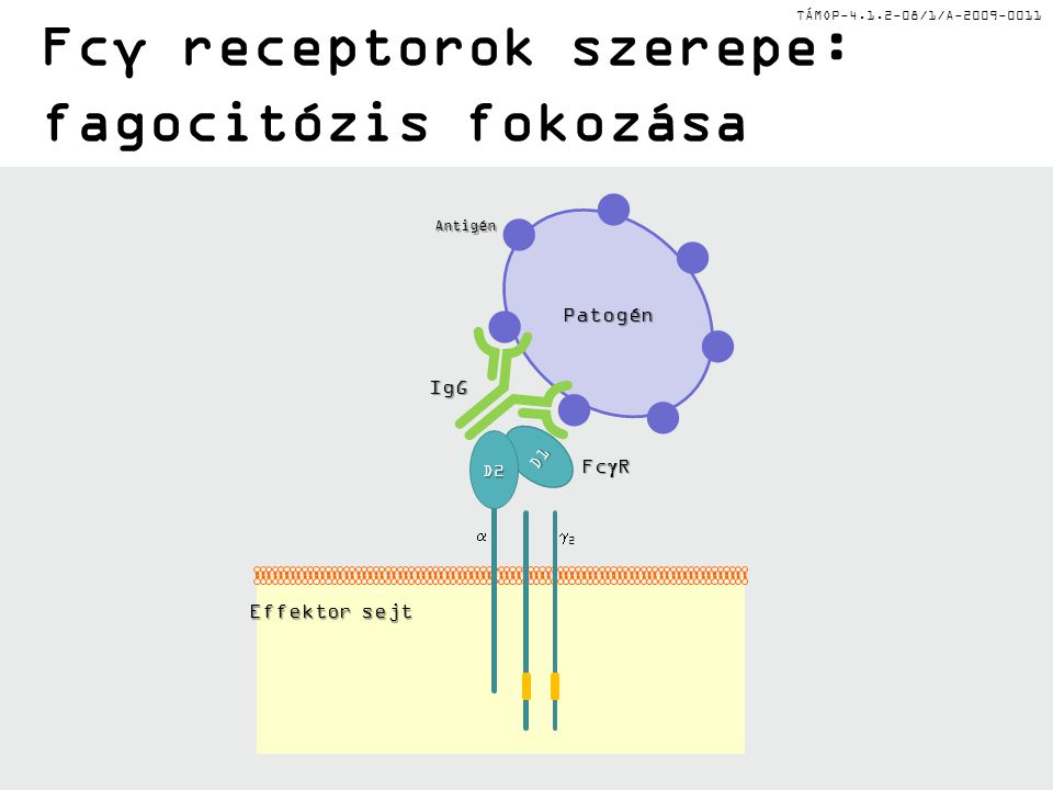 TÁMOP /1/A Fcγ receptorok szerepe: fagocitózis fokozása 22  Fc  R IgG Patogén Effektor sejt Antigén D1 D2 D2