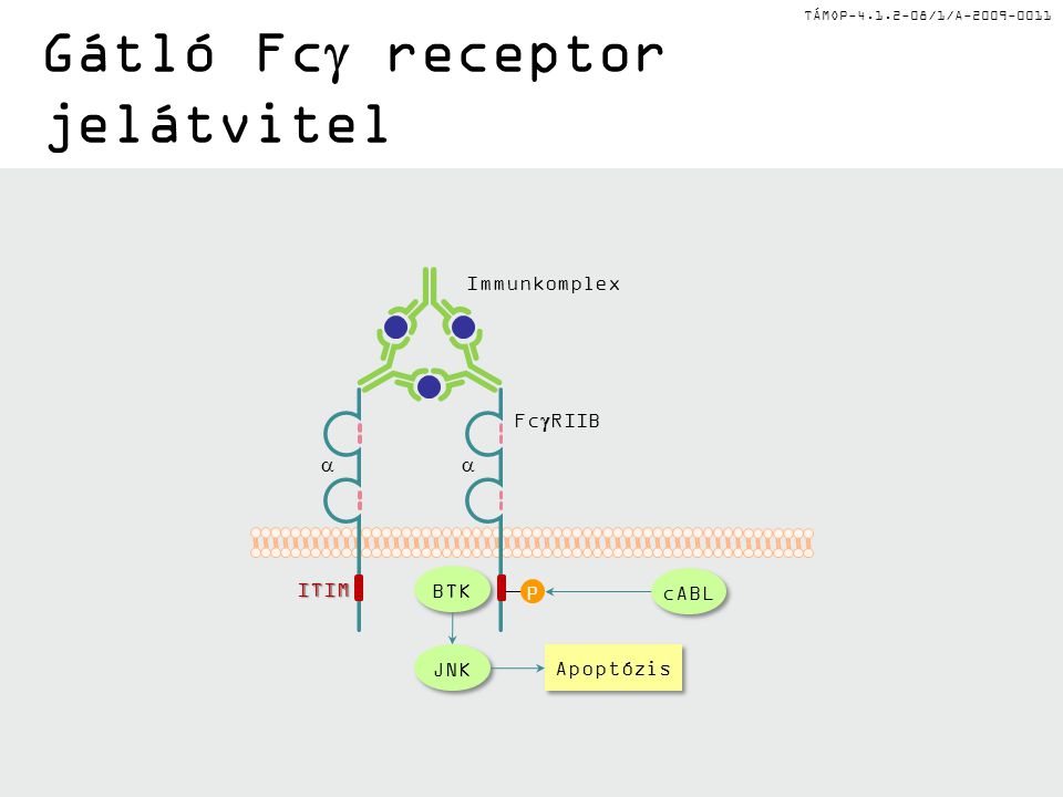 TÁMOP /1/A Gátló Fc  receptor jelátvitel  ITIM P BTK cABL JNK Apoptózis Fc  RIIB Immunkomplex