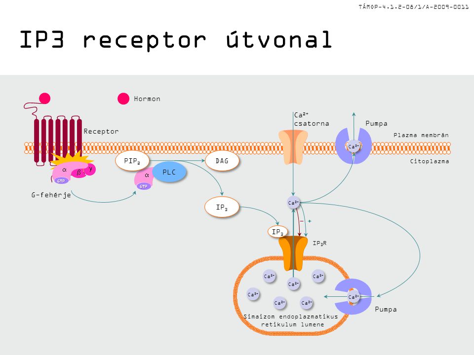 TÁMOP /1/A IP3 receptor útvonal Hormon Receptor Plazma membrán Citoplazma IP 3 R DAG GTP  PLC PIP 2 IP 3 Ca 2+ Simaizom endoplazmatikus retikulum lumene Ca 2+ Pumpa Ca 2+ csatorna + - GTP    G-fehérje Ca 2+