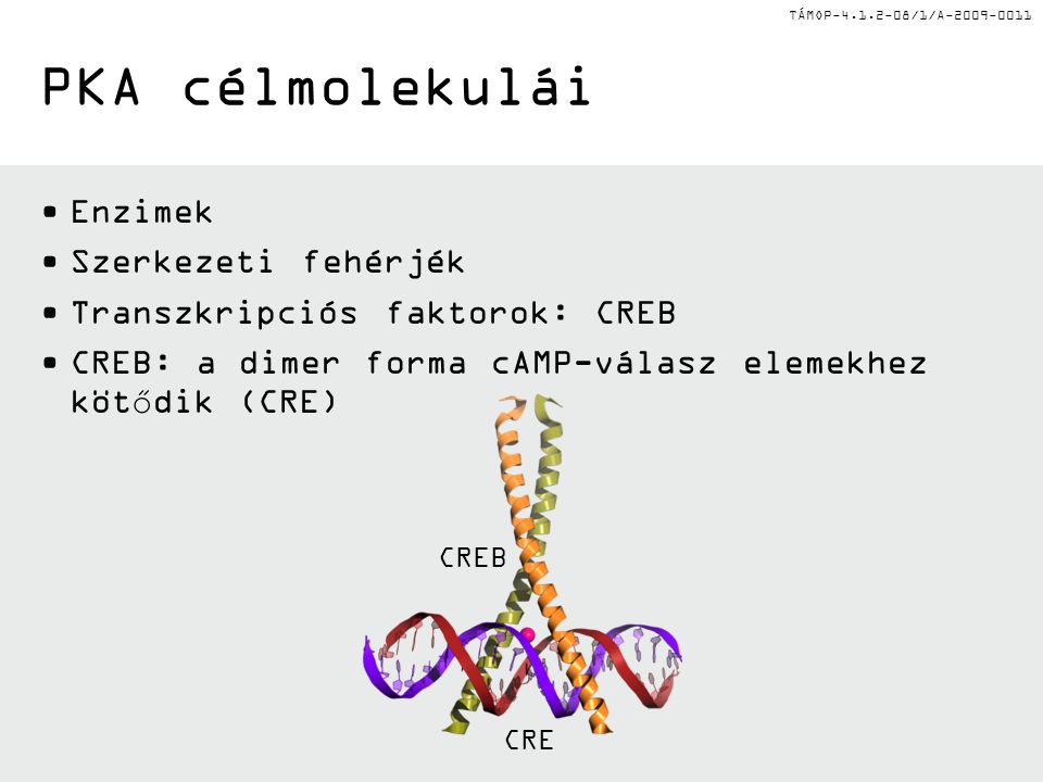 TÁMOP /1/A PKA célmolekulái Enzimek Szerkezeti fehérjék Transzkripciós faktorok: CREB CREB: a dimer forma cAMP-válasz elemekhez kötődik (CRE) CREB CRE