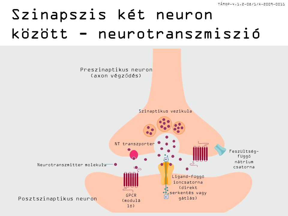TÁMOP /1/A Szinapszis két neuron között - neurotranszmiszió Preszinaptikus neuron (axon végződés) Posztszinaptikus neuron Neurotranszmitter molekula NT transzporter Szinaptikus vezikula Feszültség- függő nátrium csatorna GPCR (modulá ló) Ligand-függő ioncsatorna (direkt serkentés vagy gátlás) + +