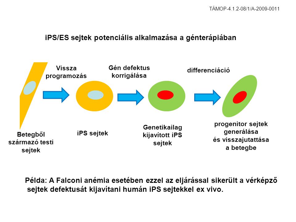 Betegből származó testi sejtek iPS sejtek Genetikailag kijavított iPS sejtek progenitor sejtek generálása és visszajutattása a betegbe iPS/ES sejtek potenciális alkalmazása a génterápiában differenciáció Gén defektus korrigálása Vissza programozás Példa: A Falconi anémia esetében ezzel az eljárással sikerült a vérképző sejtek defektusát kijavítani humán iPS sejtekkel ex vivo.