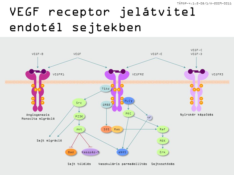 TÁMOP /1/A VEGF receptor jelátvitel endotél sejtekben P P P P P P P P P P P P P P P P VEGFR1VEGFR2VEGFR3 P P P P P P P P VEGF-BVEGF VEGF-C VEGF-D SOS GRB2 Ras Raf MEK TSAd PLC  PKC Erk eNOS Src Akt PI3K Ca 2+ Kaszpáz-9 Bad Sejt túlélés Sejt migráció Angiogenezis Monocita migráció Nyirokér képződés Vaszkuláris permeábilitás Sejtosztódás VEGF-E