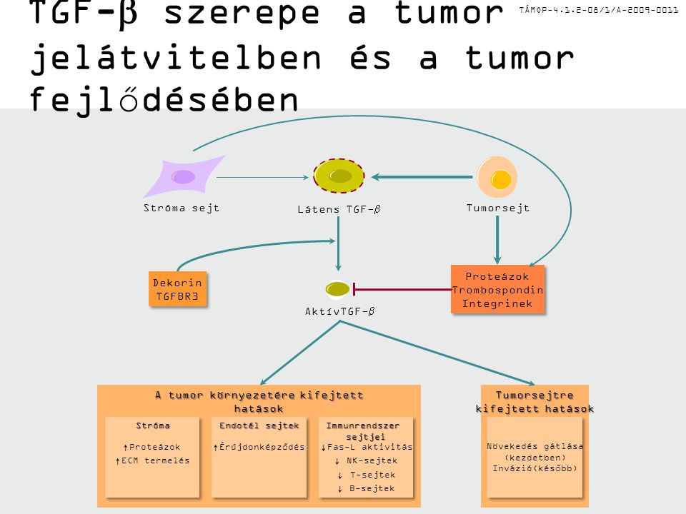 TÁMOP /1/A TGF-  szerepe a tumor jelátvitelben és a tumor fejlődésében TumorsejtStróma sejt Látens TGF-  AktívTGF-  Proteázok Trombospondin Integrinek Proteázok Trombospondin Integrinek Tumorsejtre kifejtett hatások Növekedés gátlása (kezdetben) Invázió(később) A tumor környezetére kifejtett hatások Stróma ↑ Proteázok ↑ ECM termelés Endotél sejtek ↑ Érújdonképződés Immunrendszersejtjei ↓ Fas-L aktivitás ↓ NK-sejtek ↓ T-sejtek ↓ B-sejtek Dekorin TGFBR3 Dekorin TGFBR3