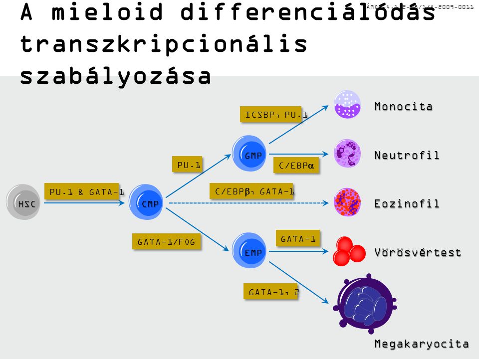 TÁMOP /1/A A mieloid differenciálódás transzkripcionális szabályozása Monocita Neutrofil Eozinofil Vörösvértest Megakaryocita GMP CMP HSC EMP PU.1 & GATA-1 PU.1 GATA-1/FOG ICSBP, PU.1 C/EBP , GATA-1 GATA-1 GATA-1, 2 C/EBP 