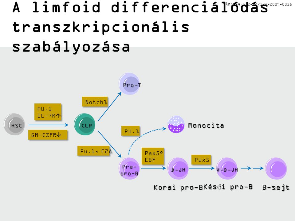 TÁMOP /1/A A limfoid differenciálódás transzkripcionális szabályozása CLP Pro-T PU.1 IL-7R  PU.1 IL-7R  GM-CSFR  Notch1 Pu.1, E2A PU.1 Pax5.