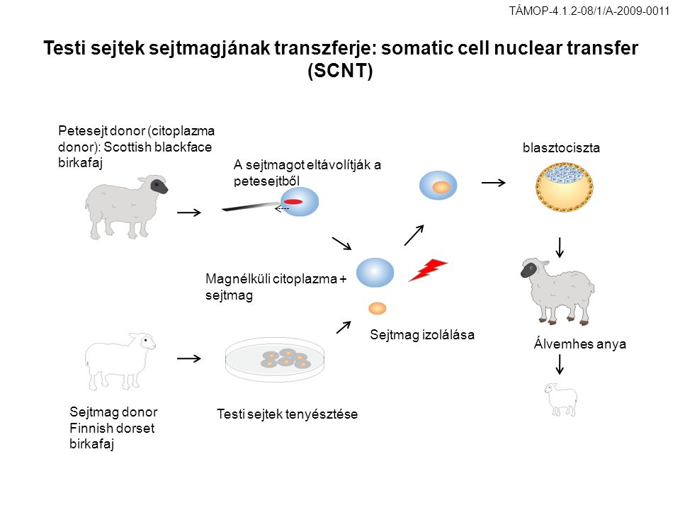 Petesejt donor (citoplazma donor): Scottish blackface birkafaj Sejtmag donor Finnish dorset birkafaj Álvemhes anya blasztociszta A sejtmagot eltávolítják a petesejtből Magnélküli citoplazma + sejtmag Testi sejtek sejtmagjának transzferje: somatic cell nuclear transfer (SCNT) Testi sejtek tenyésztése Sejtmag izolálása TÁMOP /1/A
