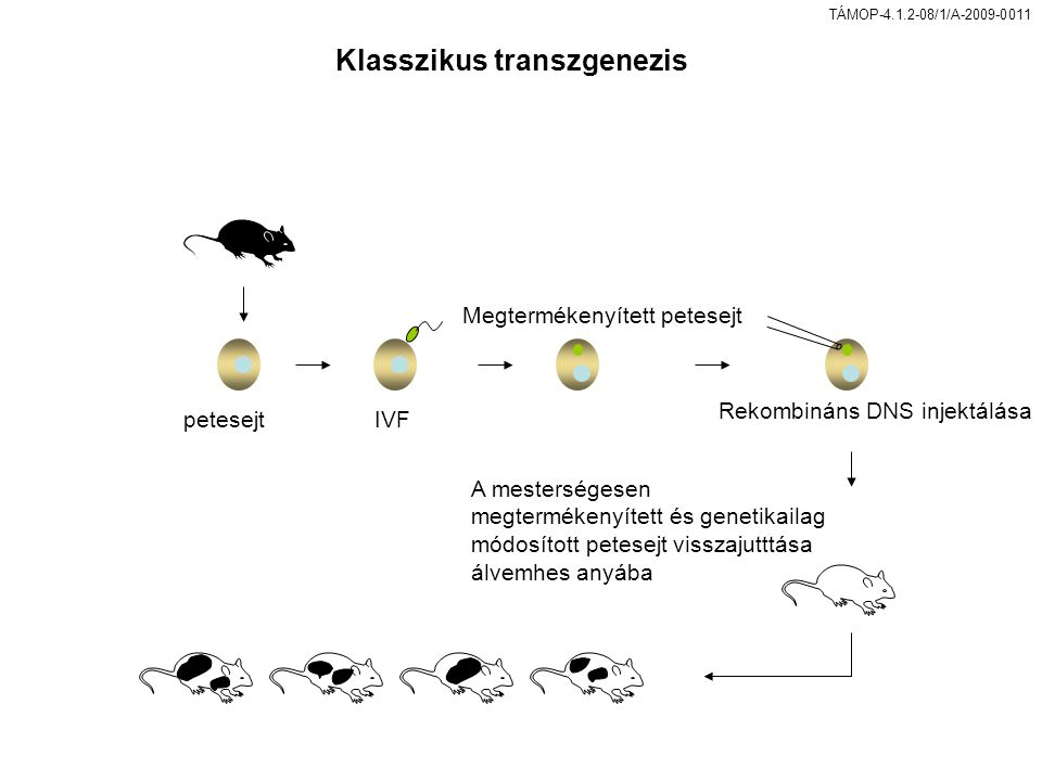 TÁMOP /1/A Klasszikus transzgenezis petesejtIVF Megtermékenyített petesejt Rekombináns DNS injektálása A mesterségesen megtermékenyített és genetikailag módosított petesejt visszajutttása álvemhes anyába