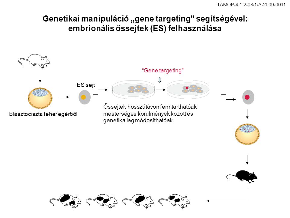 ES sejt Blasztociszta fehér egérből Őssejtek hosszútávon fenntarthatóak mesterséges körülmények között és genetikailag módosíthatóak Gene targeting Genetikai manipuláció „gene targeting segítségével: embrionális őssejtek (ES) felhasználása TÁMOP /1/A