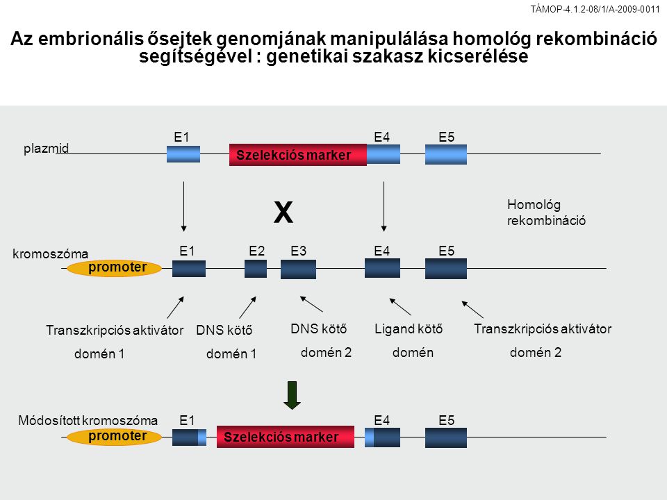 promoter E1E2E3E4E5 E1E4E5 Transzkripciós aktivátor domén 1 Transzkripciós aktivátor domén 2 DNS kötő domén 1 DNS kötő domén 2 Ligand kötő domén Szelekciós marker X promoter E1E4E5 Homológ rekombináció plazmid kromoszóma Módosított kromoszóma Szelekciós marker Az embrionális ősejtek genomjának manipulálása homológ rekombináció segítségével : genetikai szakasz kicserélése