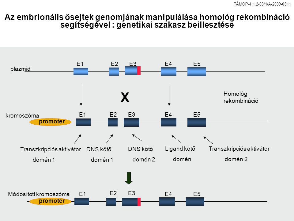 TÁMOP /1/A promoter E1E2E3E4E5 E1E4E5 X promoter E1E4E5 plazmid kromoszóma Módosított kromoszóma E2E3 E2E3 Homológ rekombináció Transzkripciós aktivátor domén 1 Transzkripciós aktivátor domén 2 DNS kötő domén 1 DNS kötő domén 2 Ligand kötő domén Az embrionális ősejtek genomjának manipulálása homológ rekombináció segítségével : genetikai szakasz beillesztése