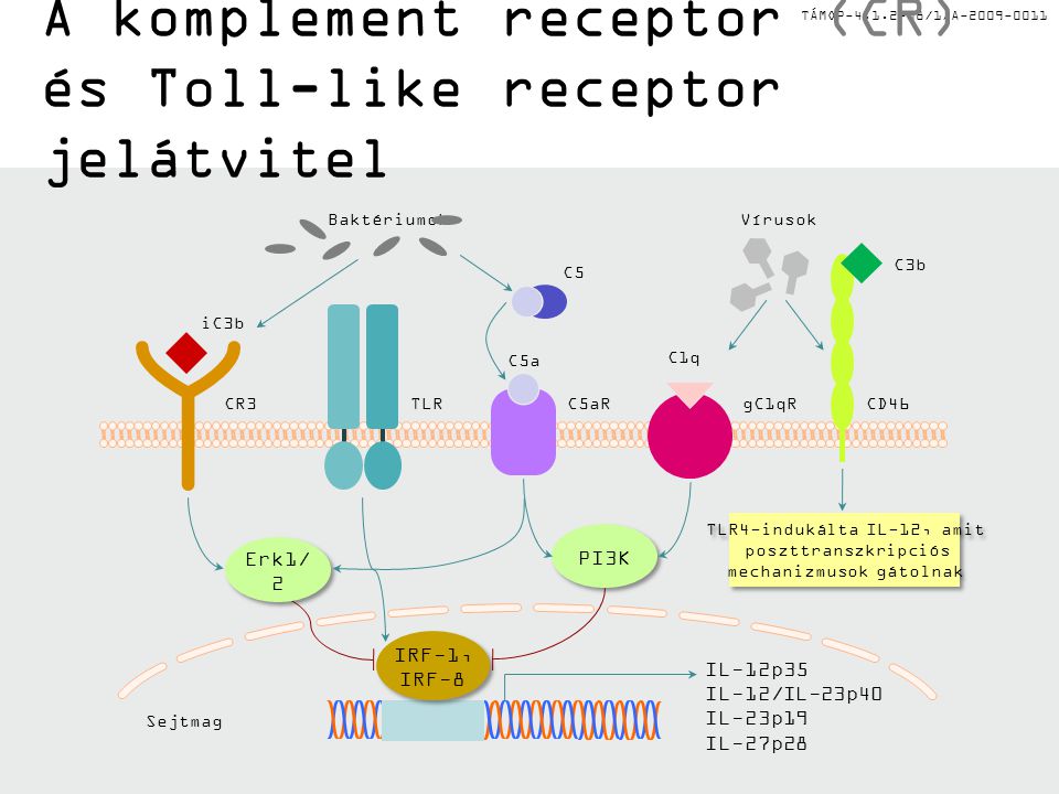 TÁMOP /1/A A komplement receptor (CR) és Toll-like receptor jelátvitel TLRCR3C5aR C3b gC1qR C1q CD46 iC3b C5 BaktériumokVírusok Erk1/ 2 PI3K TLR4-indukálta IL-12, amit poszttranszkripciós mechanizmusok gátolnak TLR4-indukálta IL-12, amit poszttranszkripciós mechanizmusok gátolnak Sejtmag IL-12p35 IL-12/IL-23p40 IL-23p19 IL-27p28 IRF-1, IRF-8 IRF-1, IRF-8 C5a