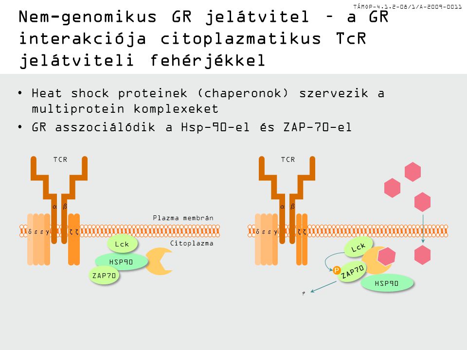 TÁMOP /1/A Nem-genomikus GR jelátvitel – a GR interakciója citoplazmatikus TcR jelátviteli fehérjékkel Heat shock proteinek (chaperonok) szervezik a multiprotein komplexeket GR asszociálódik a Hsp-90-el és ZAP-70-el HSP90 Plazma membrán Citoplazma    ZAP70 Lck HSP90    ZAP70 Lck P .