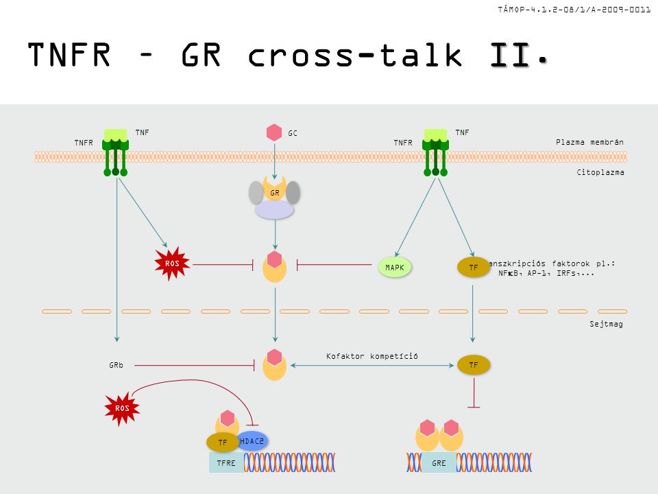 TÁMOP /1/A II. TNFR – GR cross-talk II.