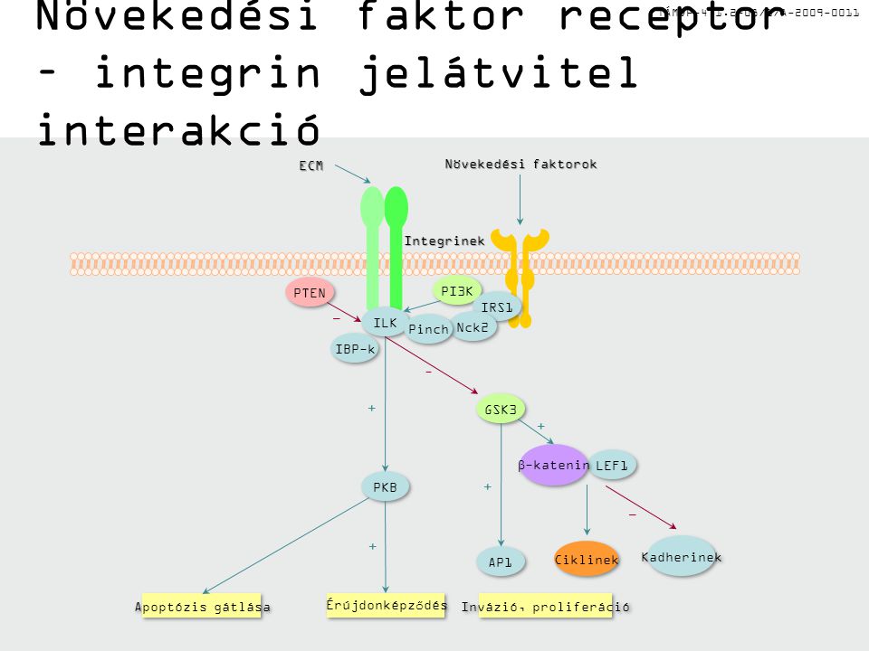 TÁMOP /1/A Növekedési faktor receptor – integrin jelátvitel interakcióIntegrinek Növekedési faktorok Érújdonképződés Invázió, proliferáció Apoptózis gátlása IBP-k PTEN ILK PI3K IRS1 Nck2 Pinch GSK3 LEF1 AP1 Ciklinek Kadherinek ECM PKB  -katenin