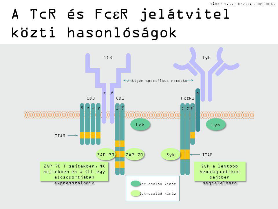 TÁMOP /1/A A TcR és Fc  R jelátvitel közti hasonlóságok Lyn Lck   IgE ITAM Fc  RI Antigén-specifikus receptor Src-család kináz Syk-család kináz ZAP-70 T sejtekben, NK sejtekben és a CLL egy alcsoportjában expresszálódik Syk a legtöbb hematopoetikus sejtben megtalálható TCR CD3   ITAM Syk ZAP-70