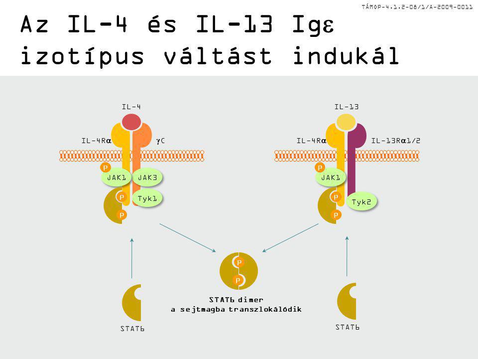 TÁMOP /1/A Az IL-4 és IL-13 Ig  izotípus váltást indukál P P JAK3 JAK1 P P P STAT6 Tyk1 IL-4 IL-4R CC Tyk2 JAK1 P P P STAT6 IL-13 IL-4R  IL-13R  1/2 STAT6 dimer a sejtmagba transzlokálódik