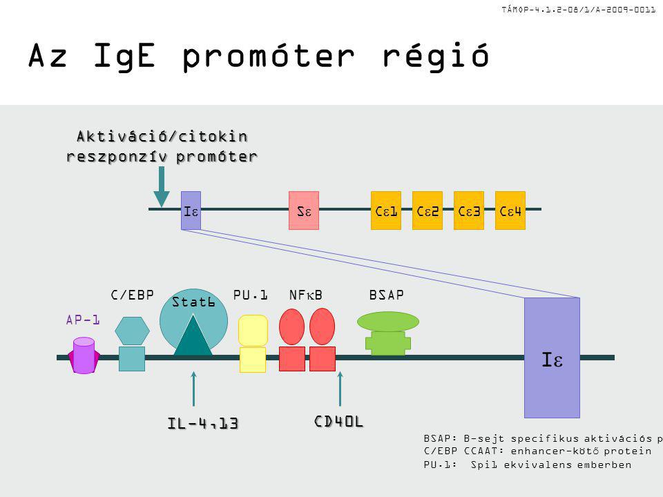 TÁMOP /1/A Az IgE promóter régió II C1C1C2C2C3C3C4C4SS II NF  B Stat6 C/EBPPU.1BSAP AP-1 Aktiváció/citokin reszponzív promóter IL-4,13 CD40L BSAP: B-sejt specifikus aktivációs protein C/EBP CCAAT: enhancer-kötő protein PU.1: Spi1 ekvivalens emberben