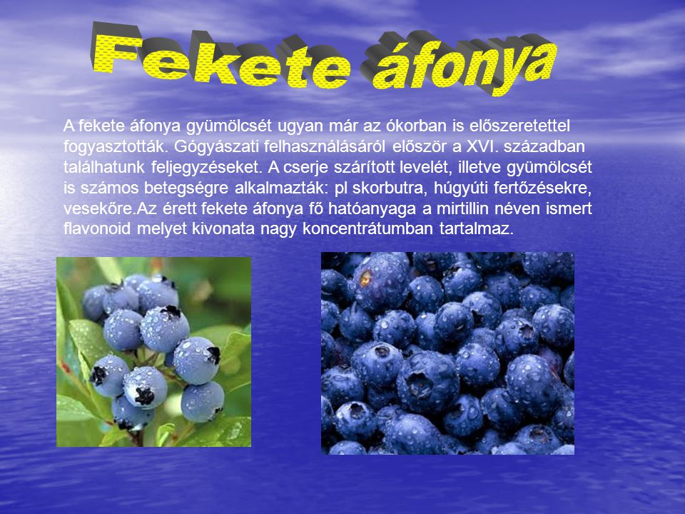 A fekete áfonya gyümölcsét ugyan már az ókorban is előszeretettel fogyasztották.