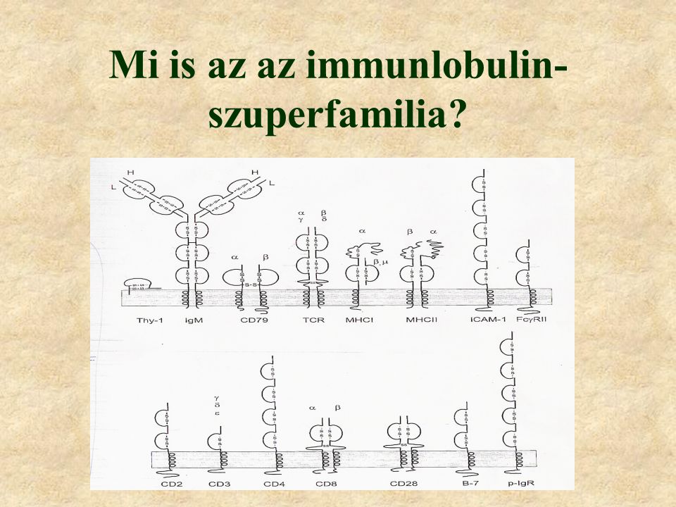Az immunglobulin-szuperfamilia ellenanyag=immunglobulin (Ig) polipeptidláncokból felépülő molekulák szolubilis forma=ellenanyag, antitest