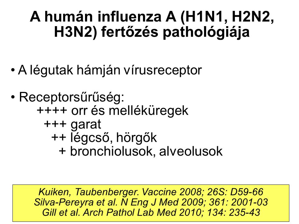 A humán influenza A (H1N1, H2N2, H3N2) fertőzés pathológiája A légutak hámján vírusreceptor Receptorsűrűség: ++++ orr és melléküregek +++ garat ++ légcső, hörgők + bronchiolusok, alveolusok Kuiken, Taubenberger.