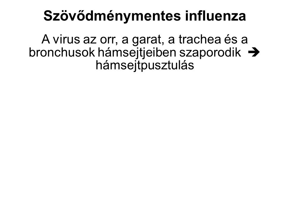 Szövődménymentes influenza A virus az orr, a garat, a trachea és a bronchusok hámsejtjeiben szaporodik  hámsejtpusztulás
