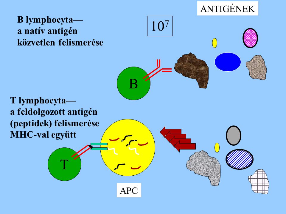 B lymphocyta— a natív antigén közvetlen felismerése B ANTIGÉNEK APC T lymphocyta— a feldolgozott antigén (peptidek) felismerése MHC-val együtt T 10 7