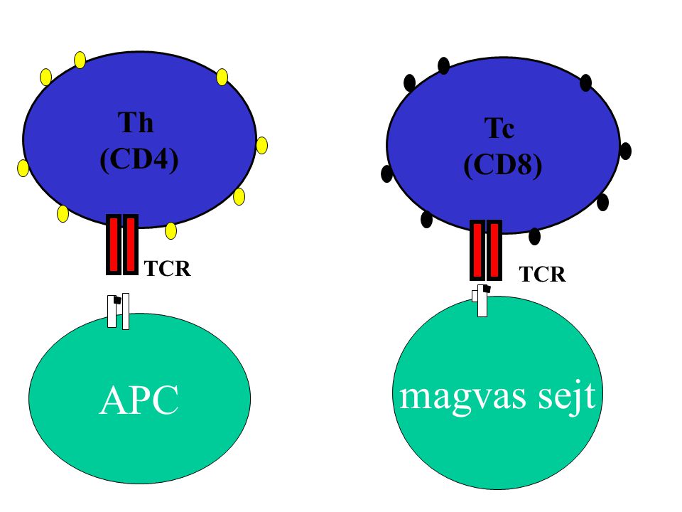 APC Th (CD4) Tc (CD8) TCR magvas sejt