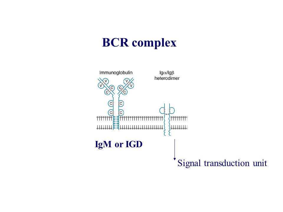 BCR complex IgM or IGD Signal transduction unit