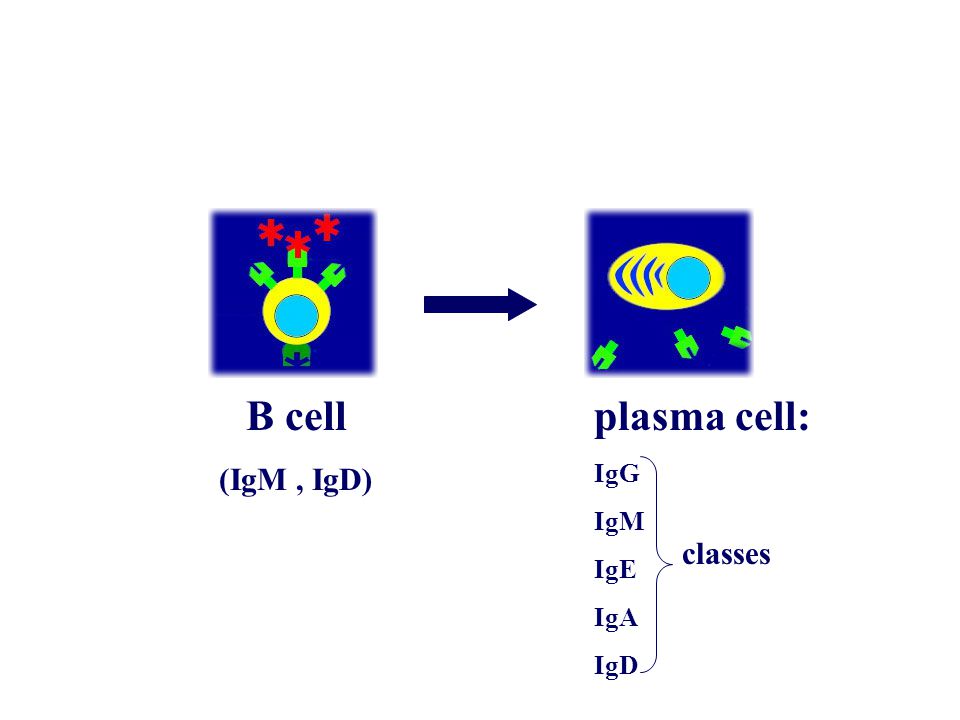 B cell (IgM, IgD) plasma cell: IgG IgM IgE IgA IgD classes