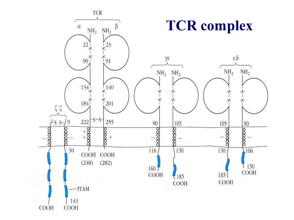 TCR complex