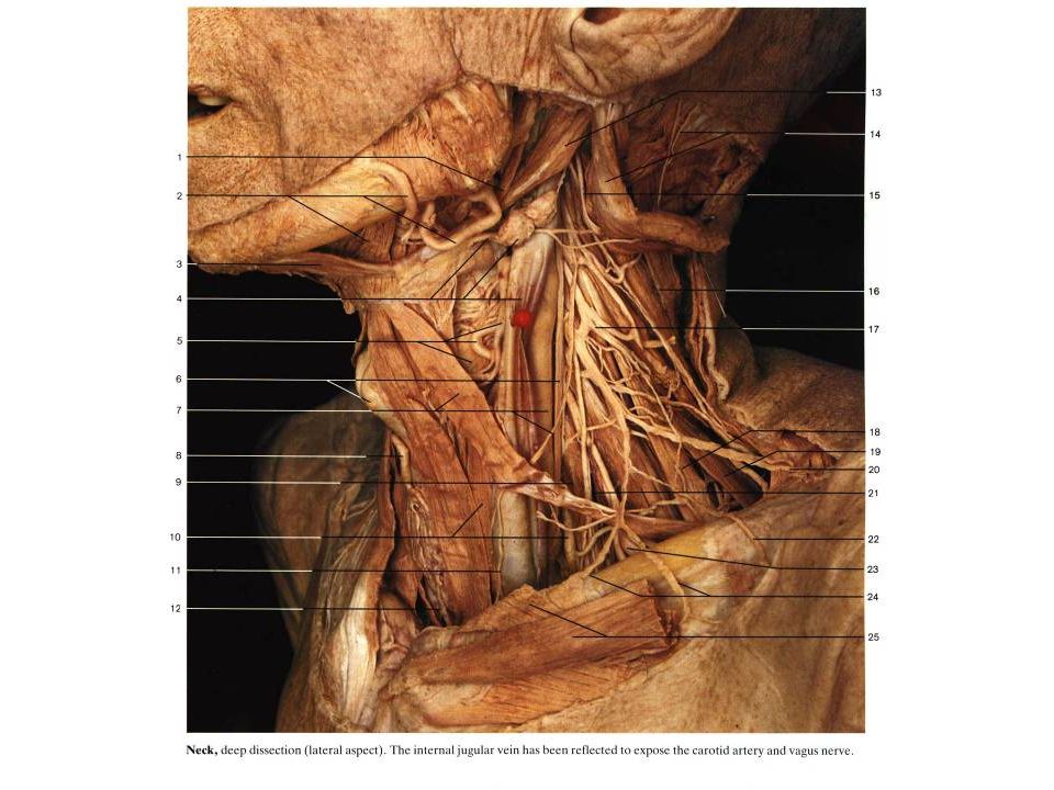 nyaki régió gallérzónája erős fájdalom a gerincben és a lapockákban