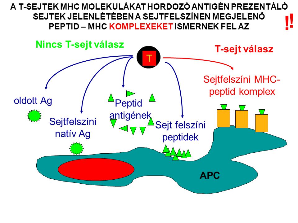 A T-SEJTEK MHC MOLEKULÁKAT HORDOZÓ ANTIGÉN PREZENTÁLÓ SEJTEK JELENLÉTÉBEN A SEJTFELSZÍNEN MEGJELENŐ PEPTID – MHC KOMPLEXEKET ISMERNEK FEL AZ T Nincs T-sejt válasz oldott Ag Sejtfelszíni natív Ag Peptid antigének Sejtfelszíni MHC- peptid komplex T-sejt válasz Sejt felszíni peptidek APC .