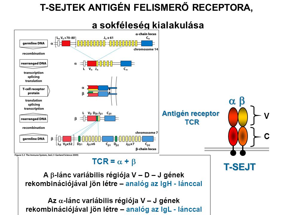 C T-SEJT C V Antigén receptor TCR T-SEJTEK ANTIGÉN FELISMERŐ RECEPTORA, a sokféleség kialakulása TCR =  +  A  -lánc variábilis régiója V – D – J gének rekombinációjával jön létre – analóg az IgH - lánccal Az  -lánc variábilis régiója V – J gének rekombinációjával jön létre – analóg az IgL - lánccal