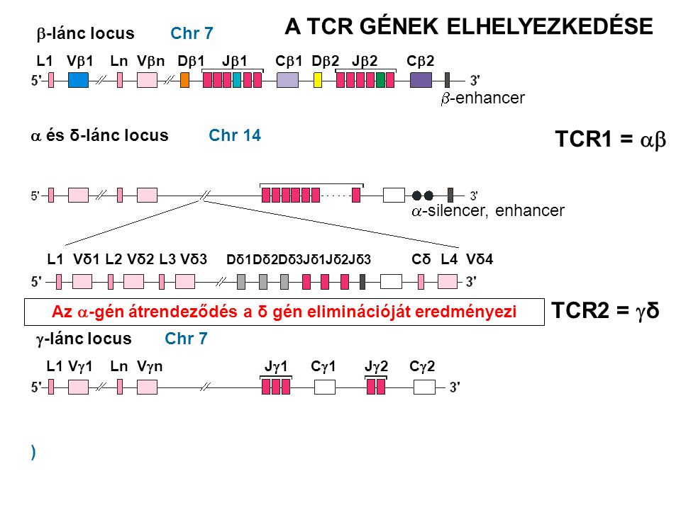 Chr 7 Chr 14  -lánc locus  és δ-lánc locus  -lánc locus Az  -gén átrendeződés a δ gén eliminációját eredményezi ) Chr 7 TCR1 =  TCR2 =  δ A TCR GÉNEK ELHELYEZKEDÉSE L1 V  1 Ln V  n D  1 J  1 C  1 D  2 J  2 C  2  -enhancer L1 V  1 Ln V  n J  1 C  1 J  2 C  2  -silencer, enhancer L1 Vδ1 L2 Vδ2 L3 Vδ3 Dδ1Dδ2Dδ3Jδ1Jδ2Jδ3 Cδ L4 Vδ4